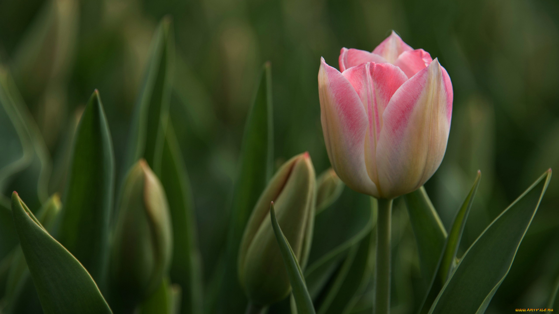 цветы, тюльпаны, бутон, тюльпан, розовый