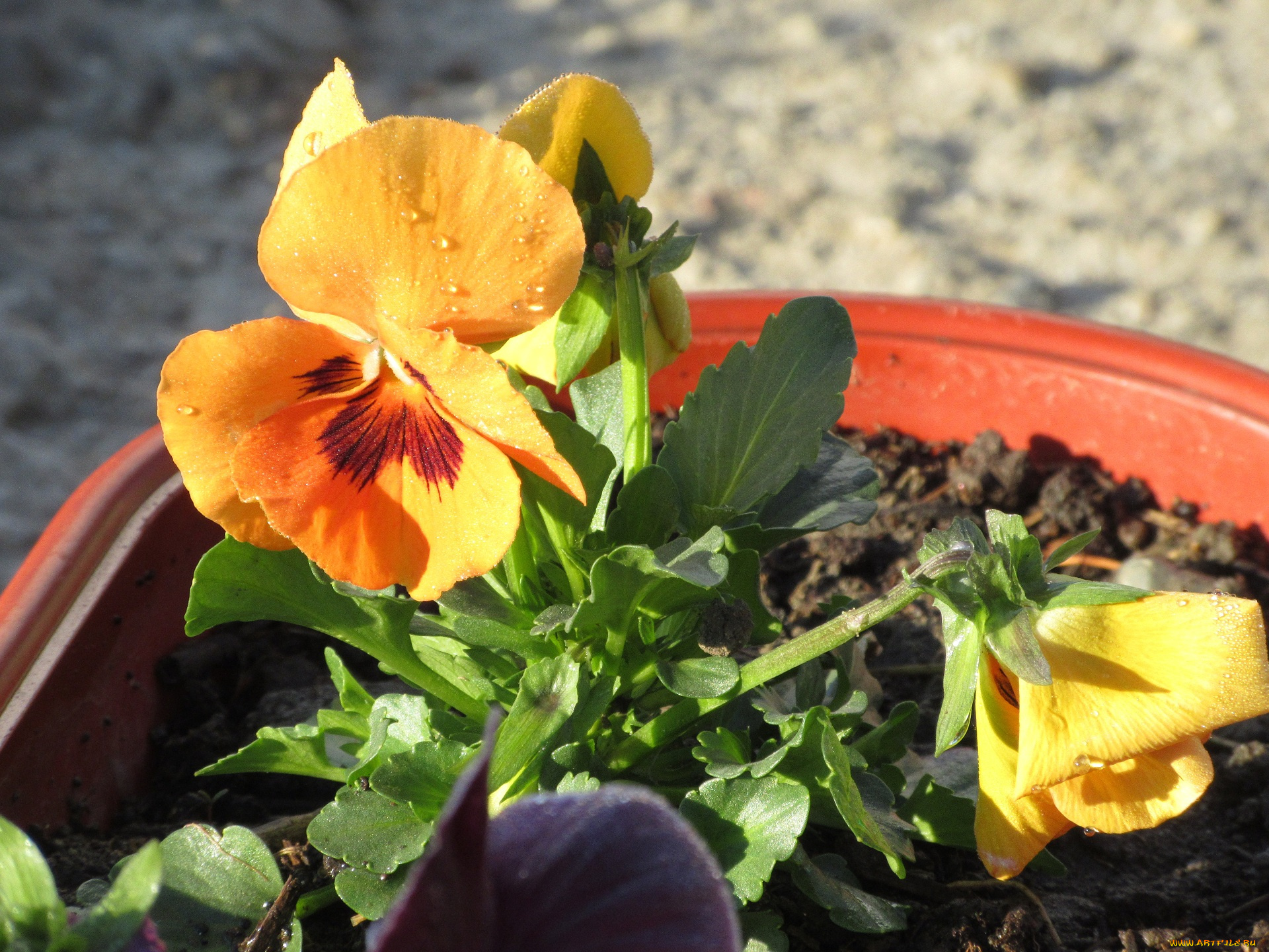 цветы, анютины, глазки, , садовые, фиалки, анютины, глазки