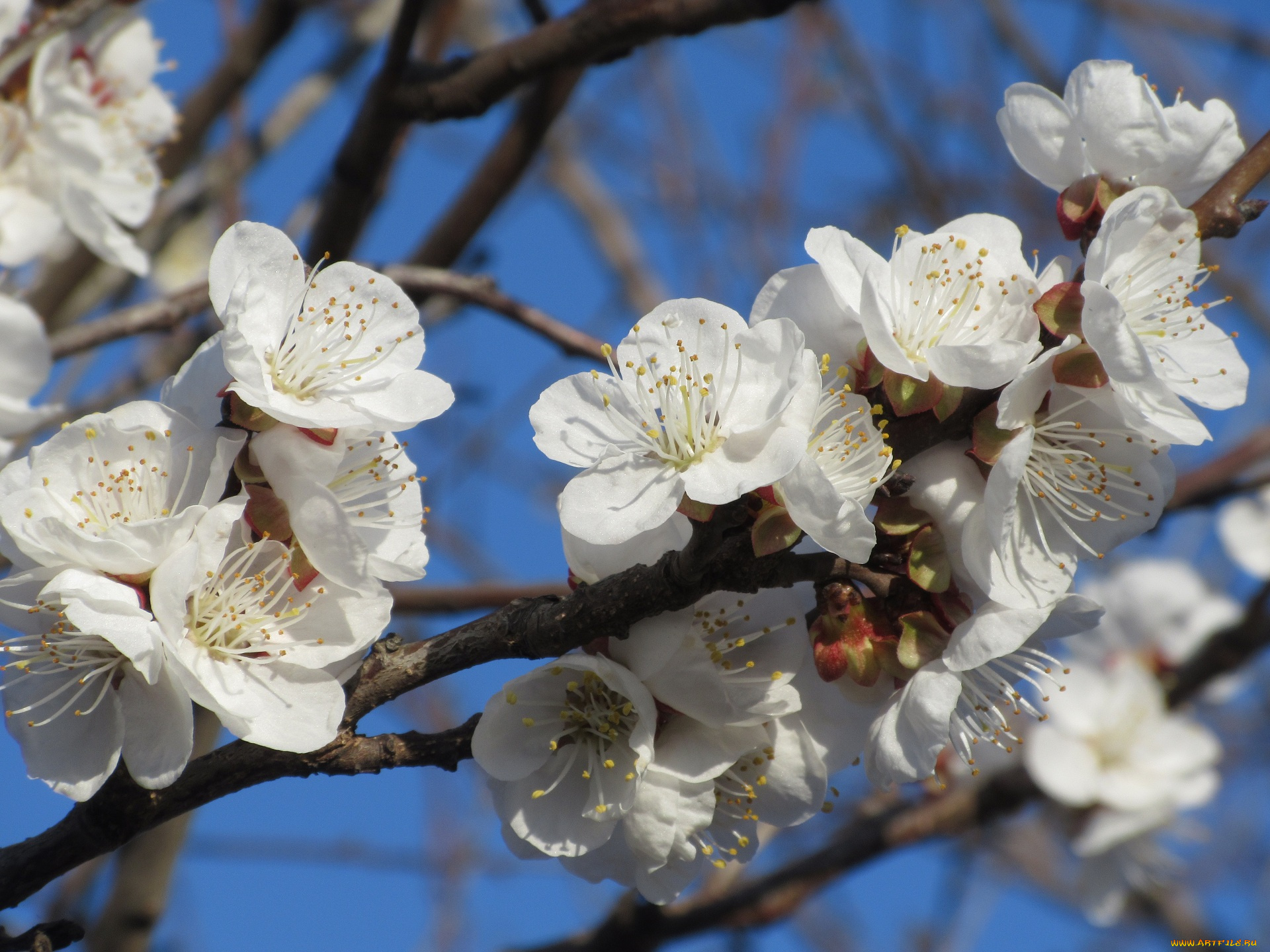 цветы, цветущие, деревья, , , кустарники, абрикос