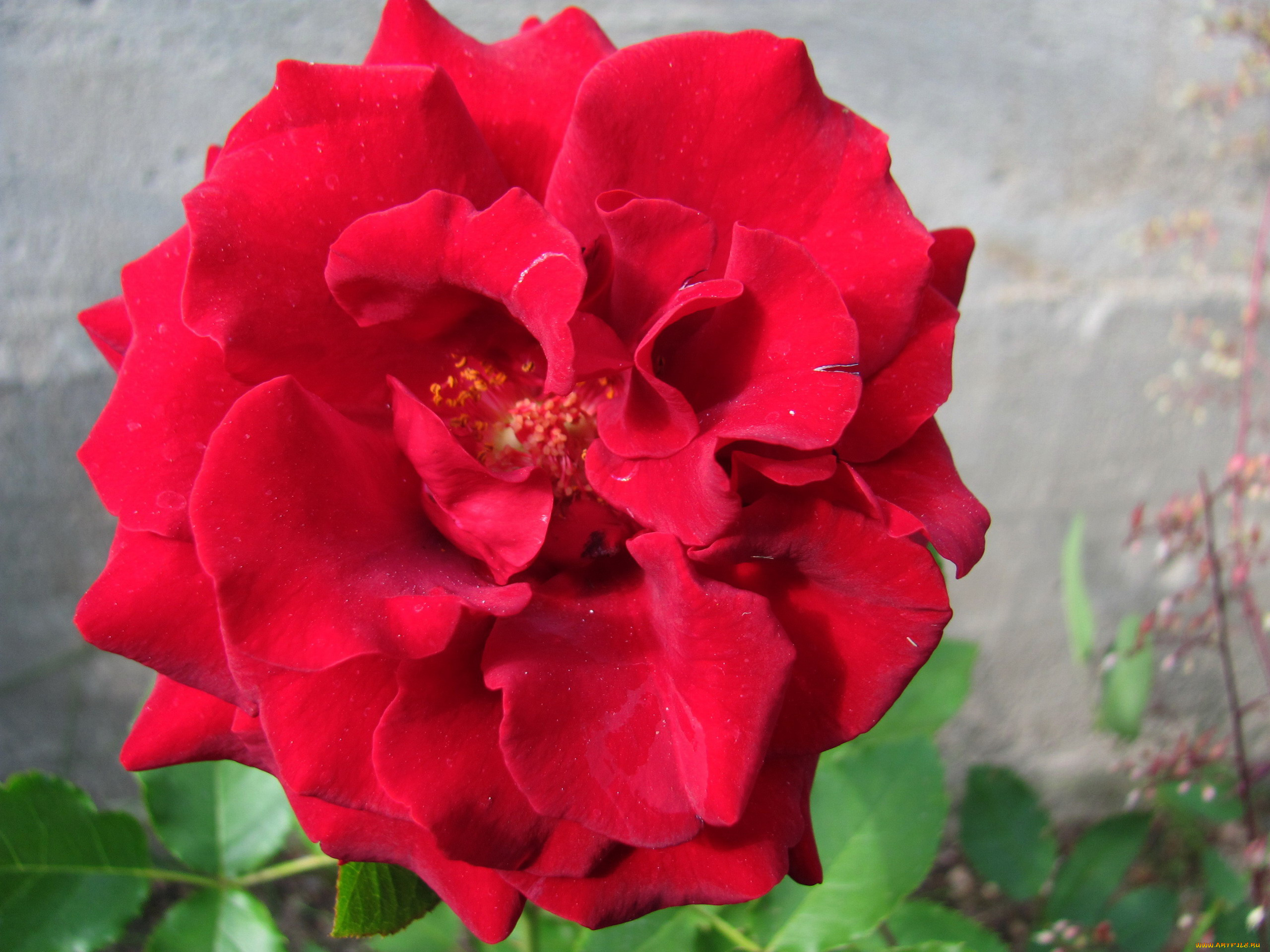 цветы, розы, алая, роза, макро