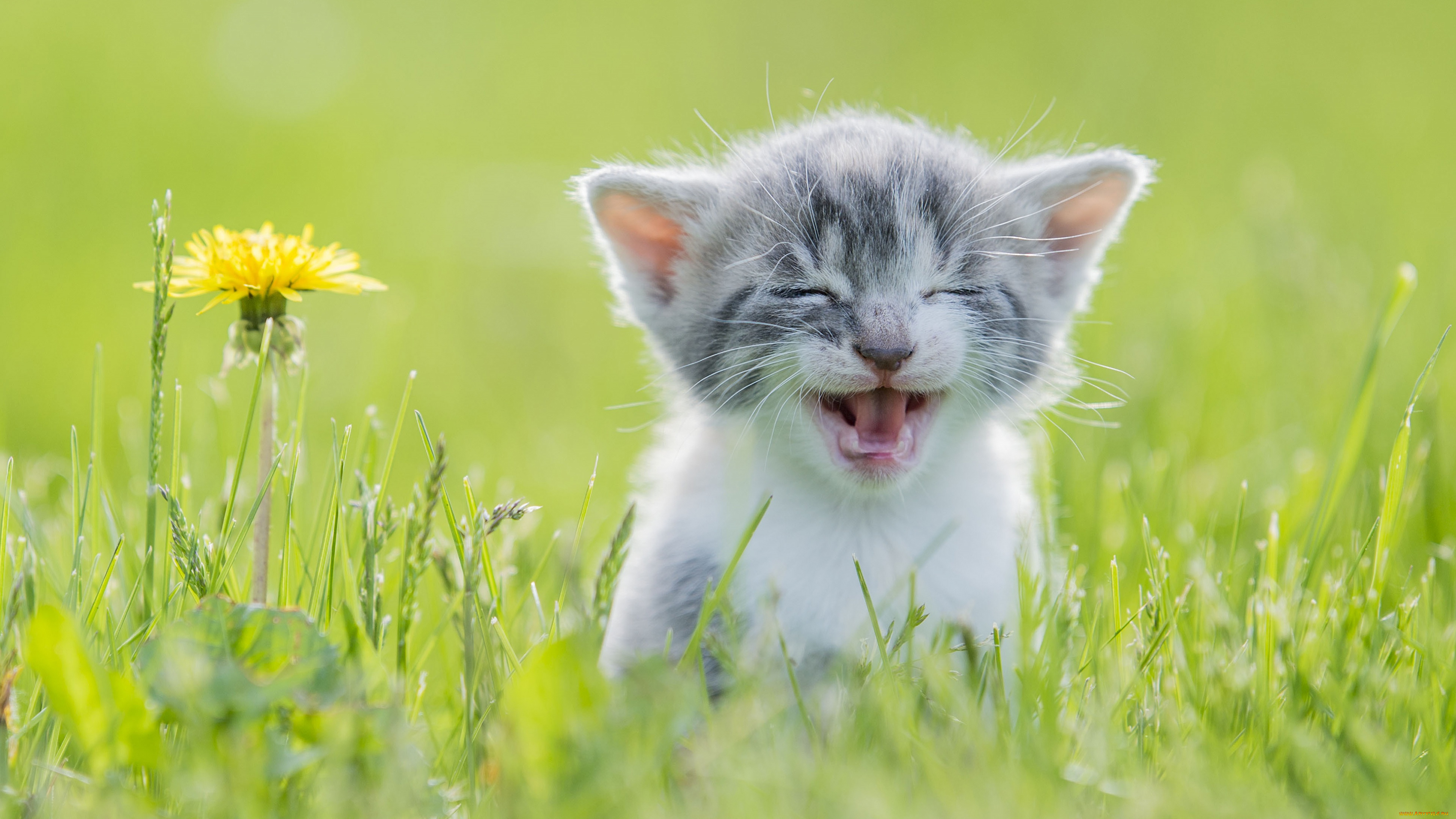 пушистик, животные, коты, котёнок, комочек, шерсти, няшное, существо, да, и, лучший, друг, человека, мур, мяу