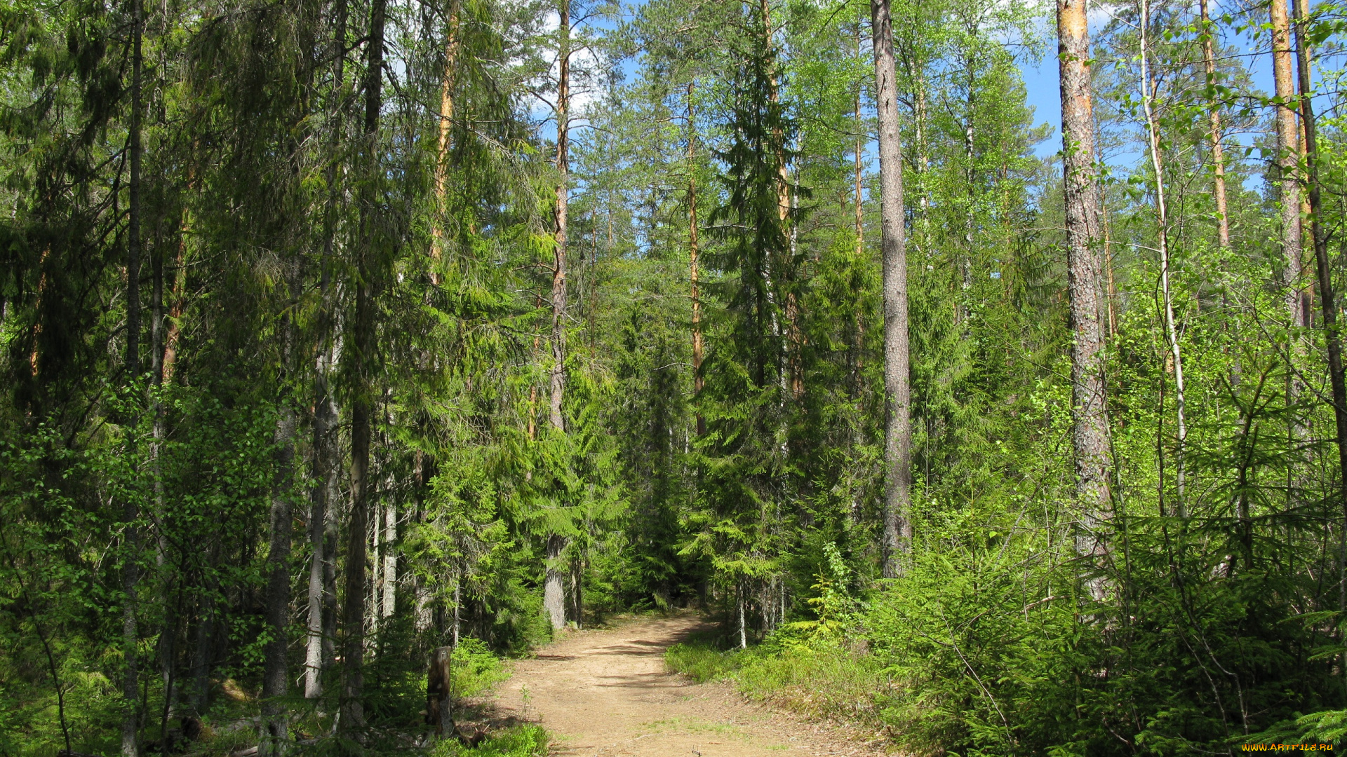 лесная, дорога, природа, дороги, лес, дорога, лето, карелия, июнь, сосны, ели