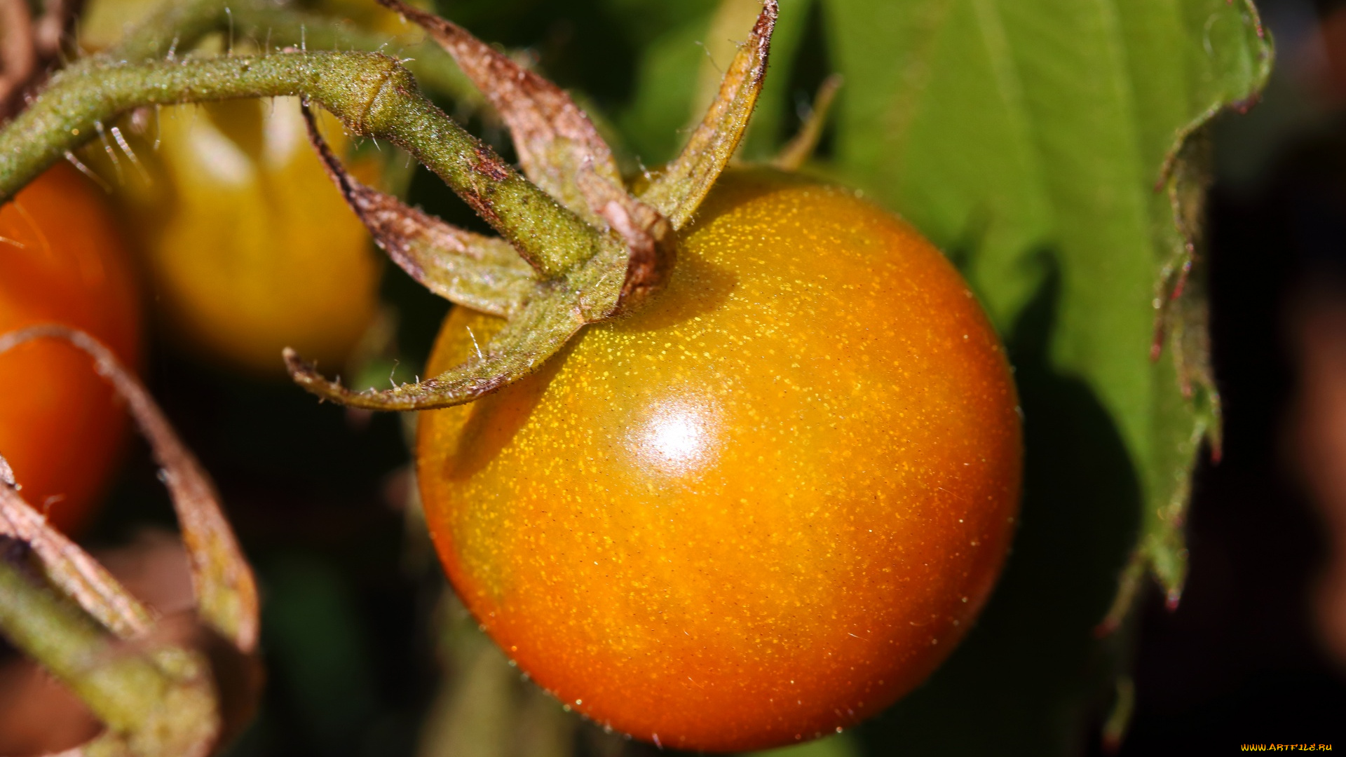 природа, плоды, помидоры