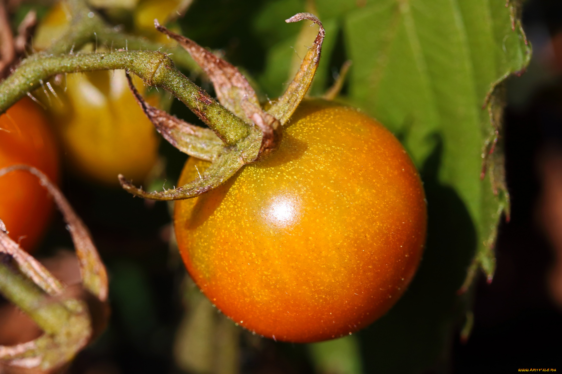 природа, плоды, помидоры