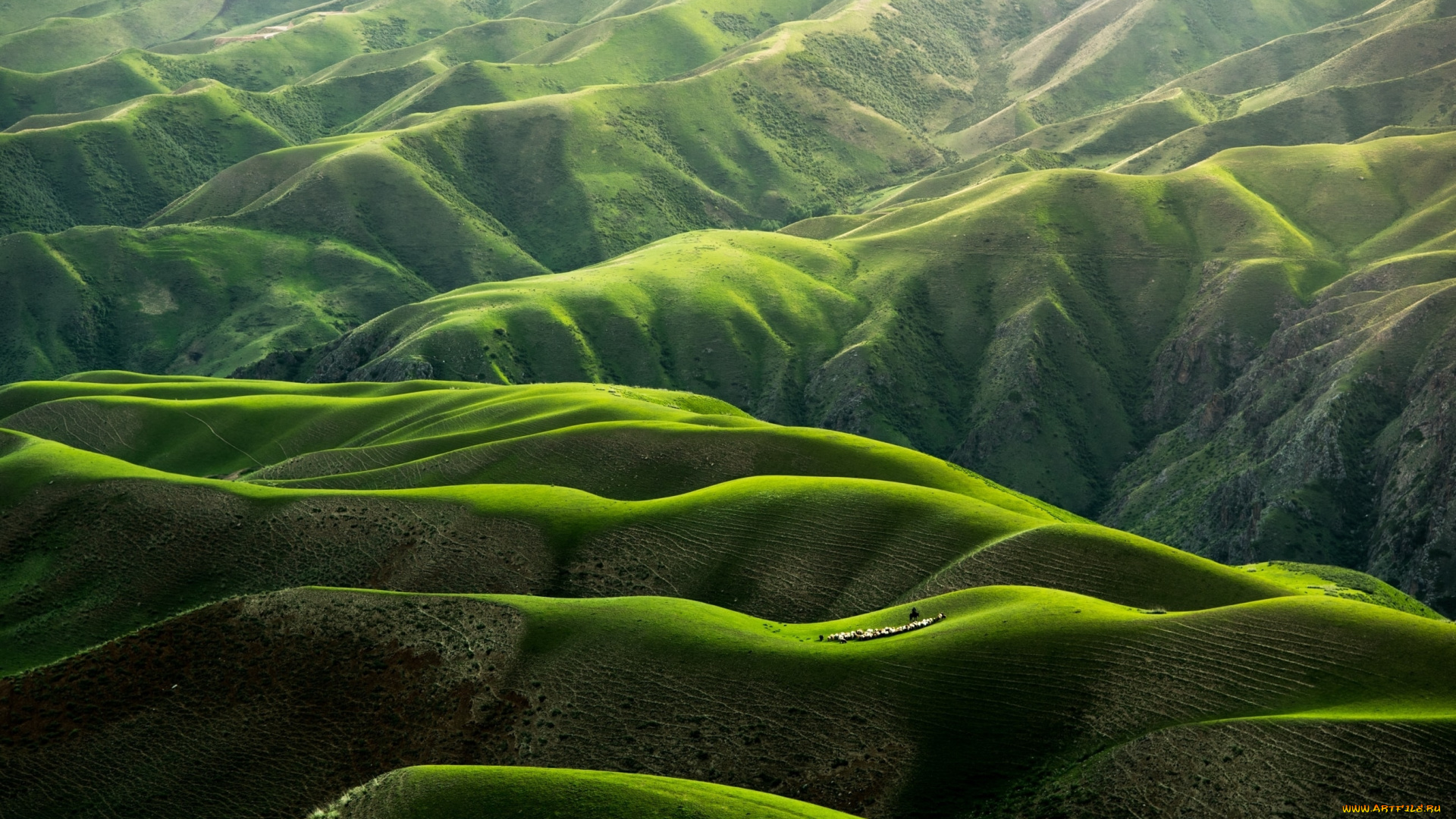 природа, горы, отара