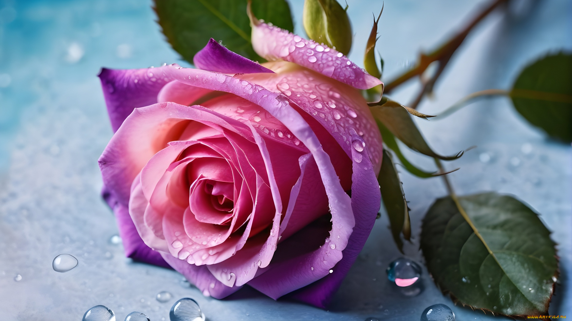 3д, графика, цветы, , flowers, роза