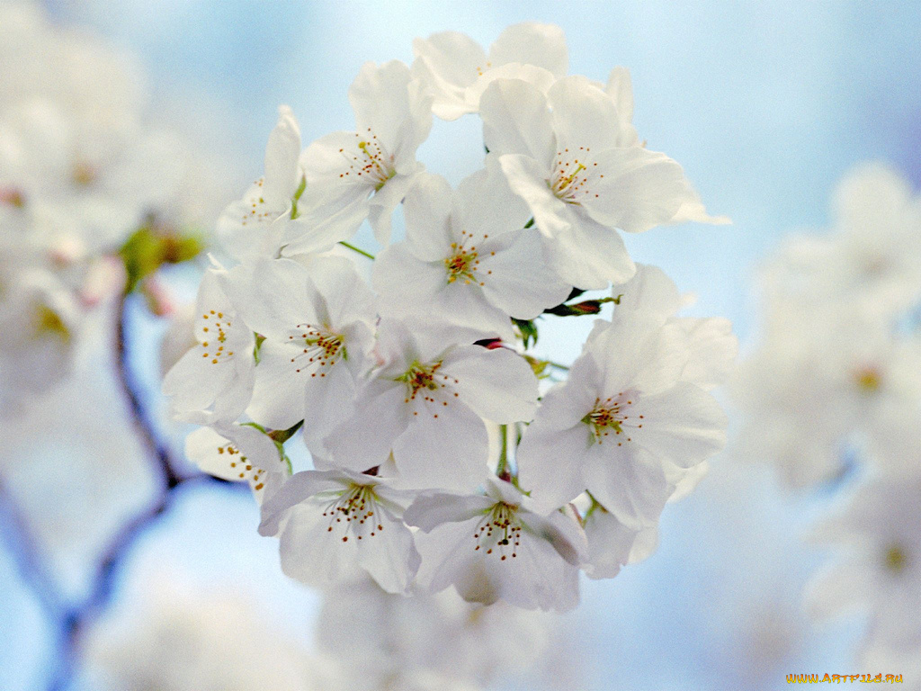 цветы, цветущие, деревья, кустарники