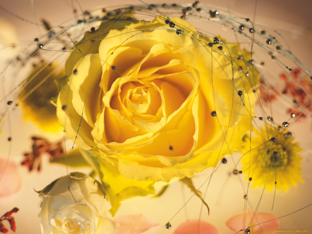 цветы, розы