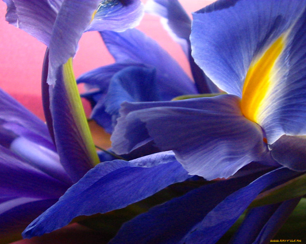 цветы, ирисы