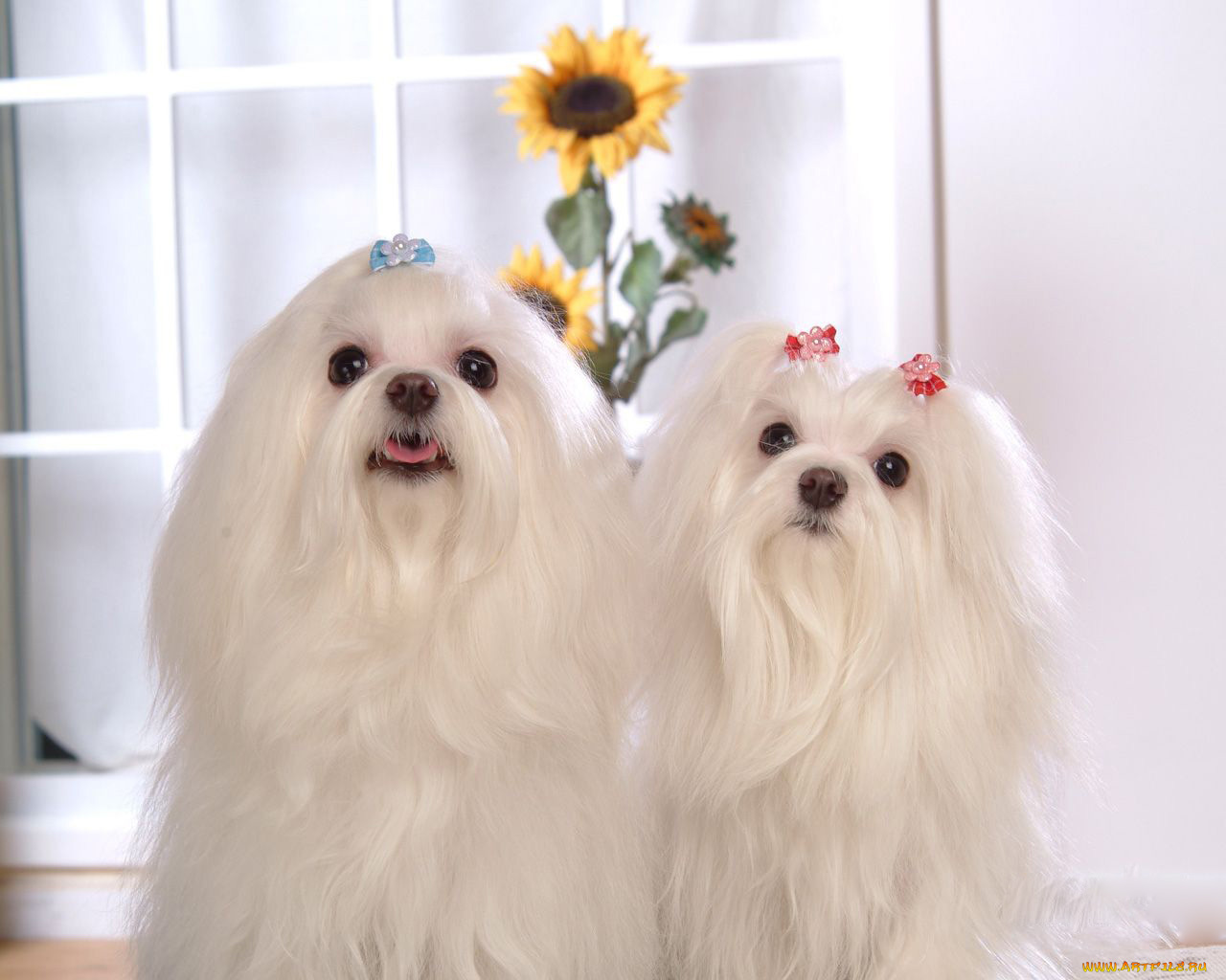 животные, собаки