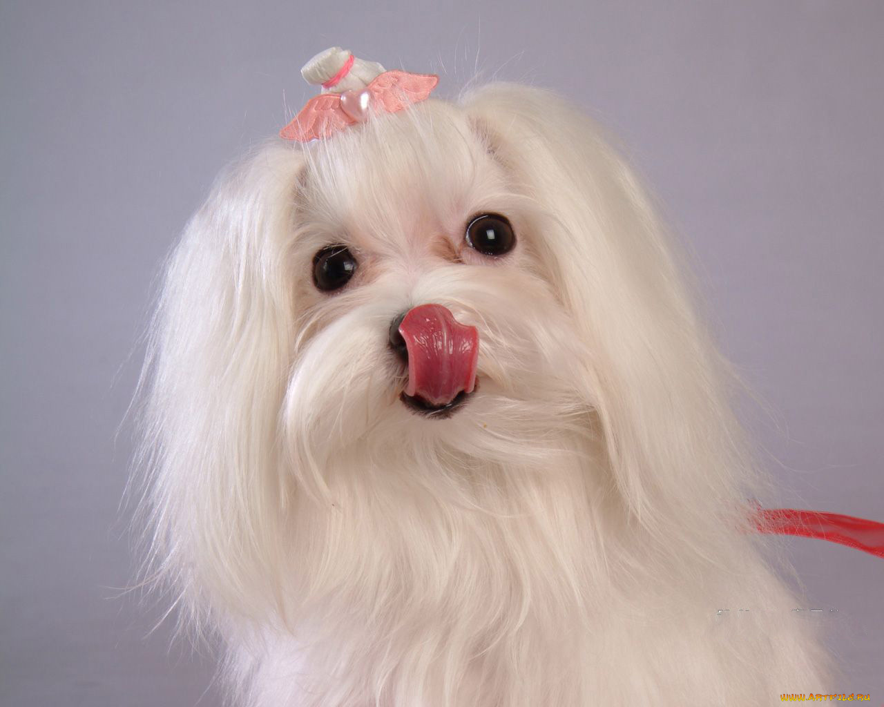 животные, собаки