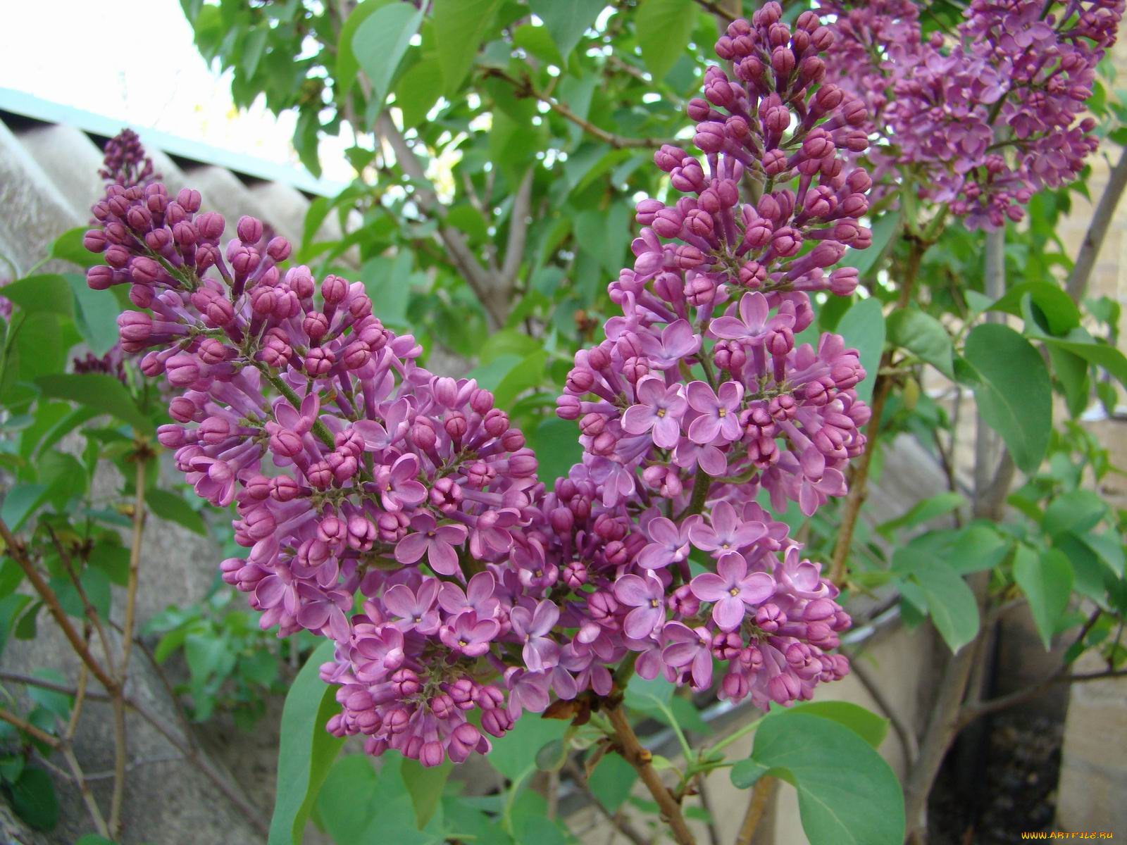 цветы, сирень