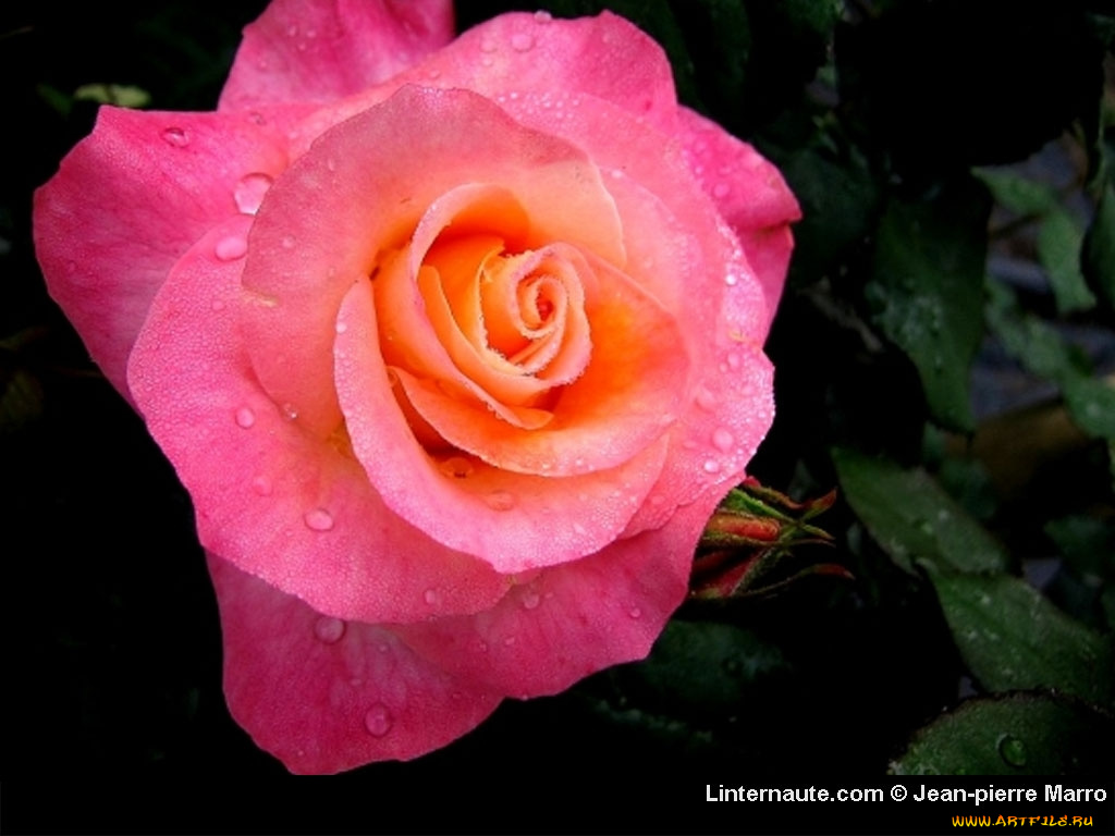 цветы, розы