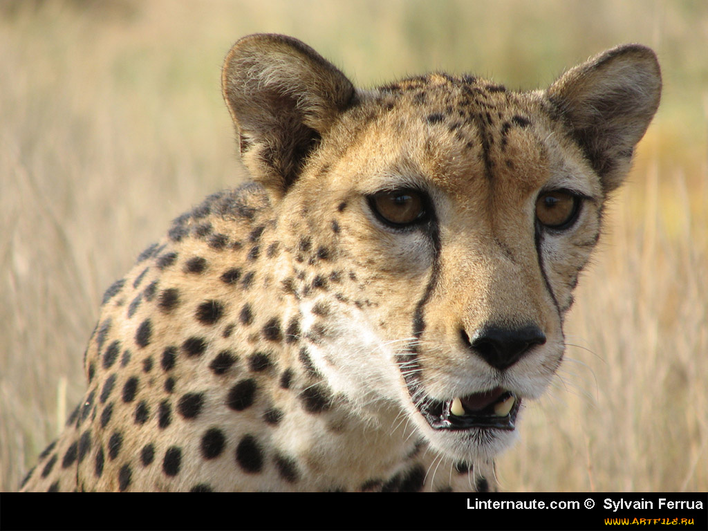 животные, гепарды