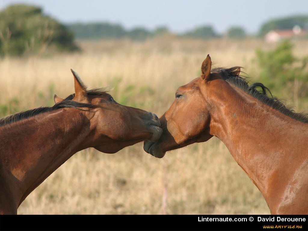 животные, лошади