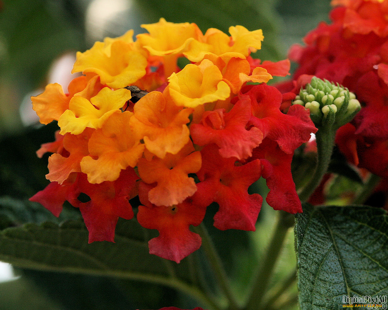 цветы, лантана, вербена