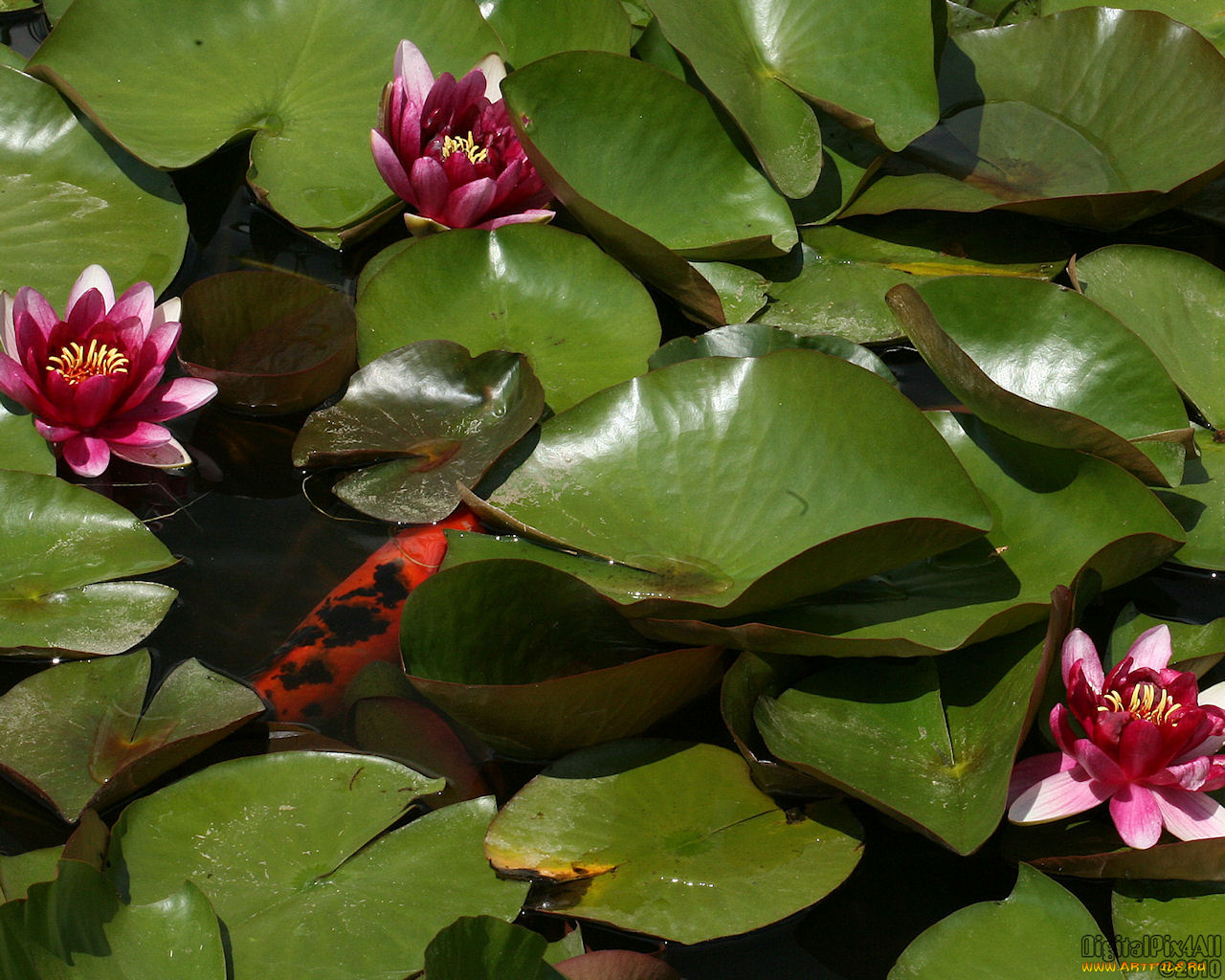 цветы, лилии, водяные, нимфеи, кувшинки