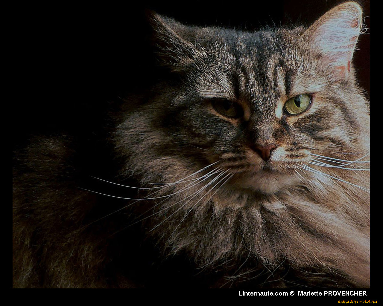 животные, коты