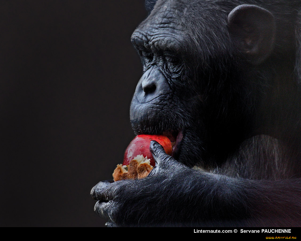 животные, обезьяны