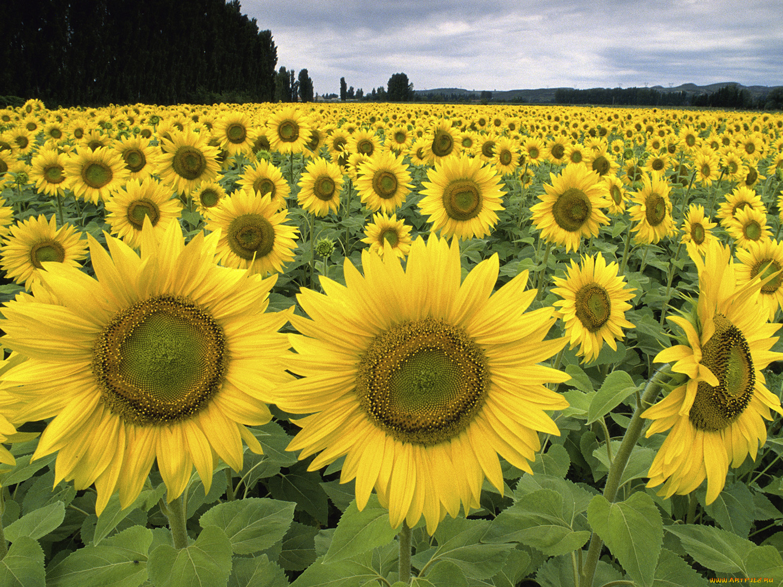 цветы, подсолнухи