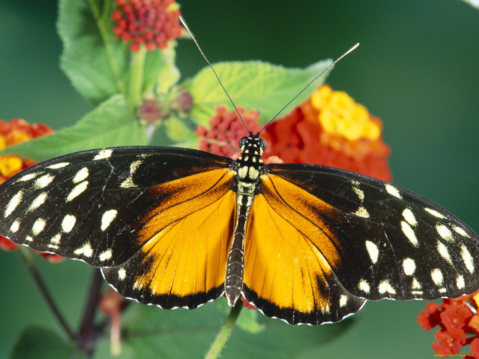 животные, бабочки