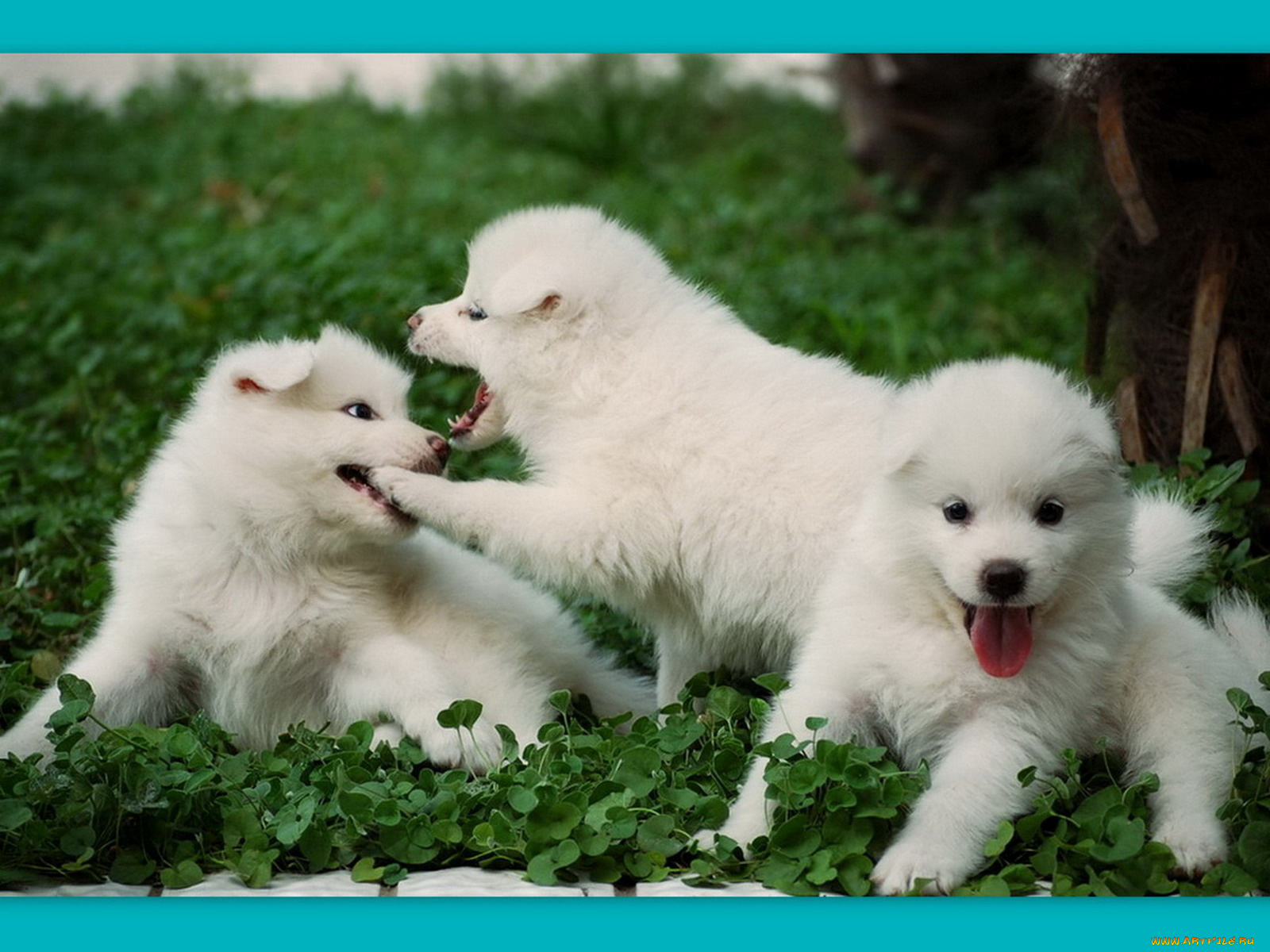 животные, собаки