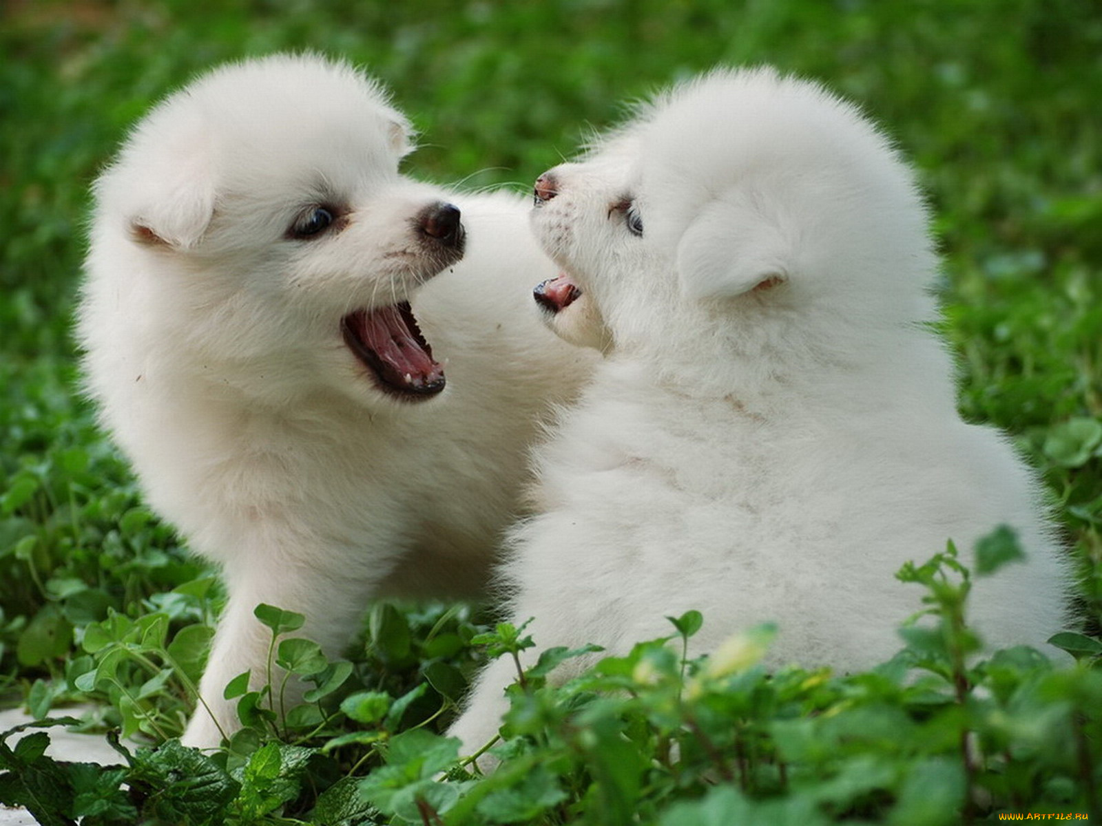 животные, собаки