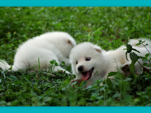 Картинка животные собаки