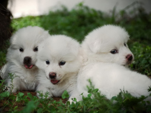 обоя животные, собаки