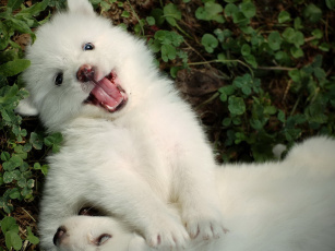 Картинка животные собаки