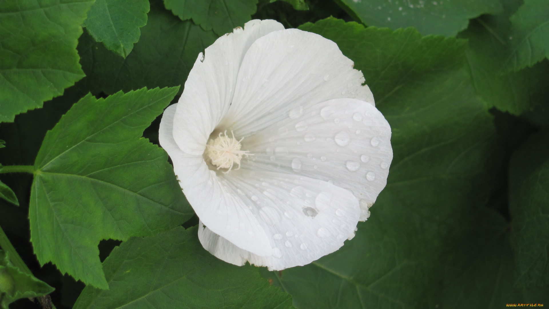 цветы, лаватера, белый, нежный, капли, воды