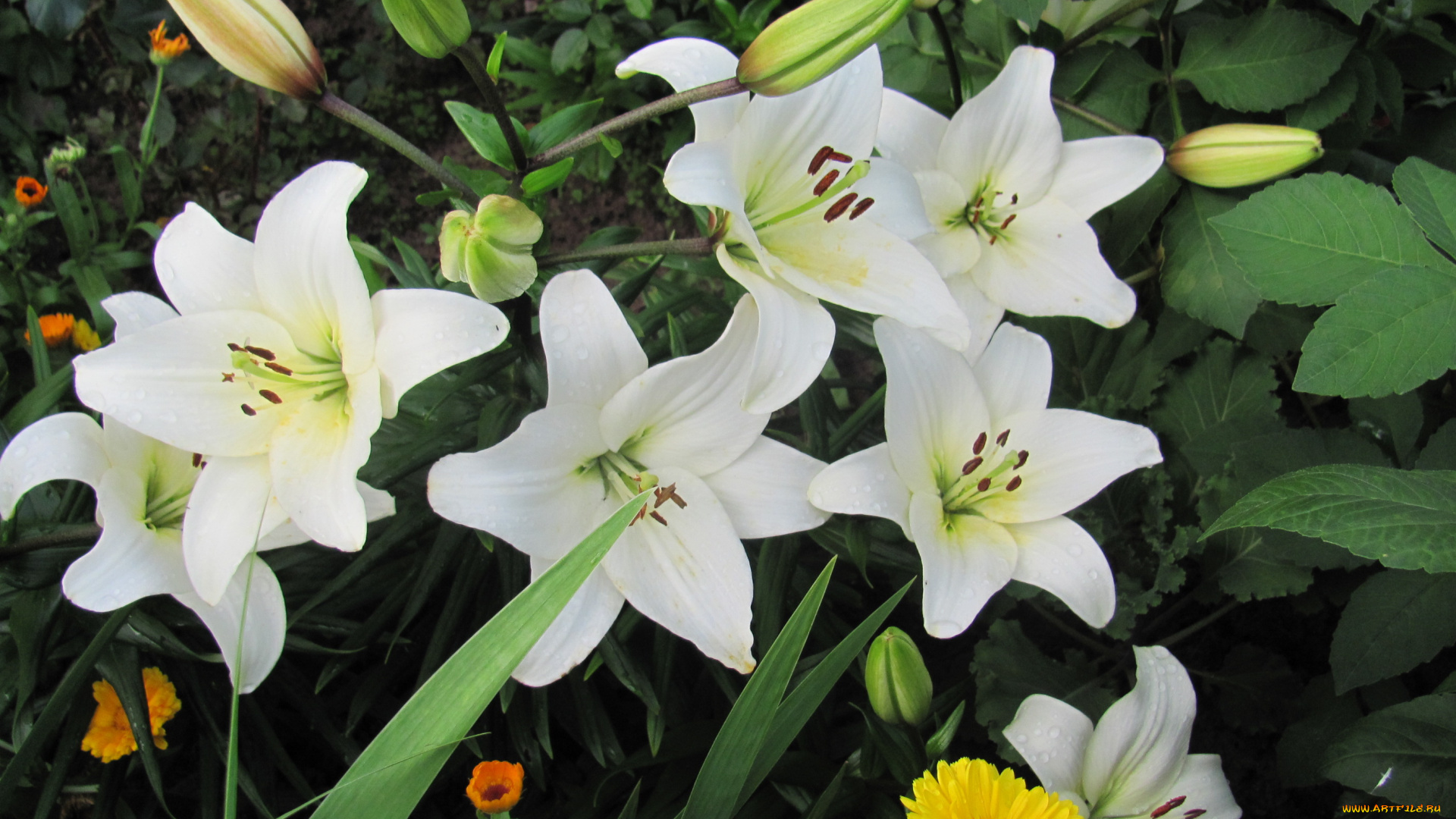 цветы, лилии, лилейники, белые, желтая, календула