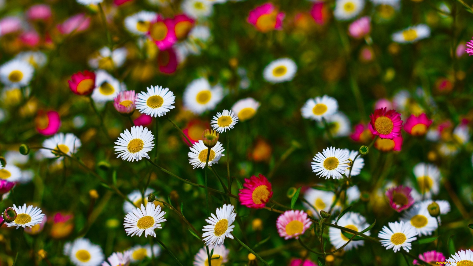 цветы, луговые, полевые, розовый, белый, пестрый, маленький