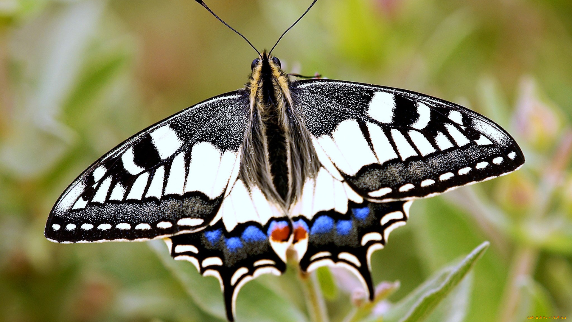 животные, бабочки, пестрый, крылья