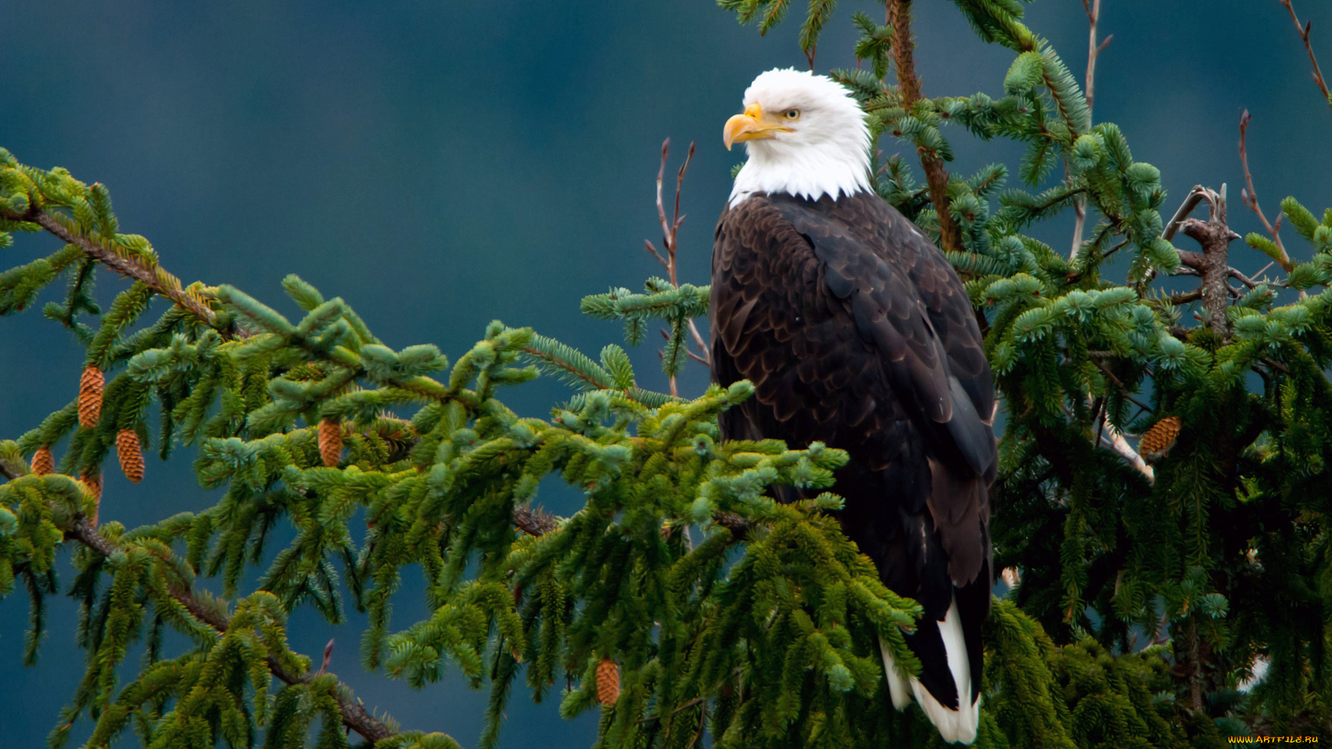 животные, птицы, хищники, шишки, ветка, орёл, ель