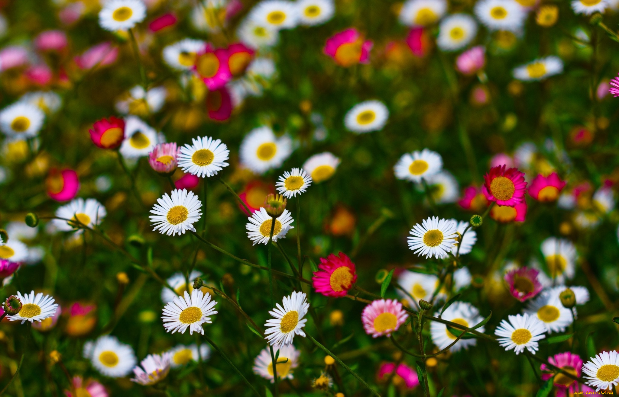 цветы, луговые, полевые, розовый, белый, пестрый, маленький