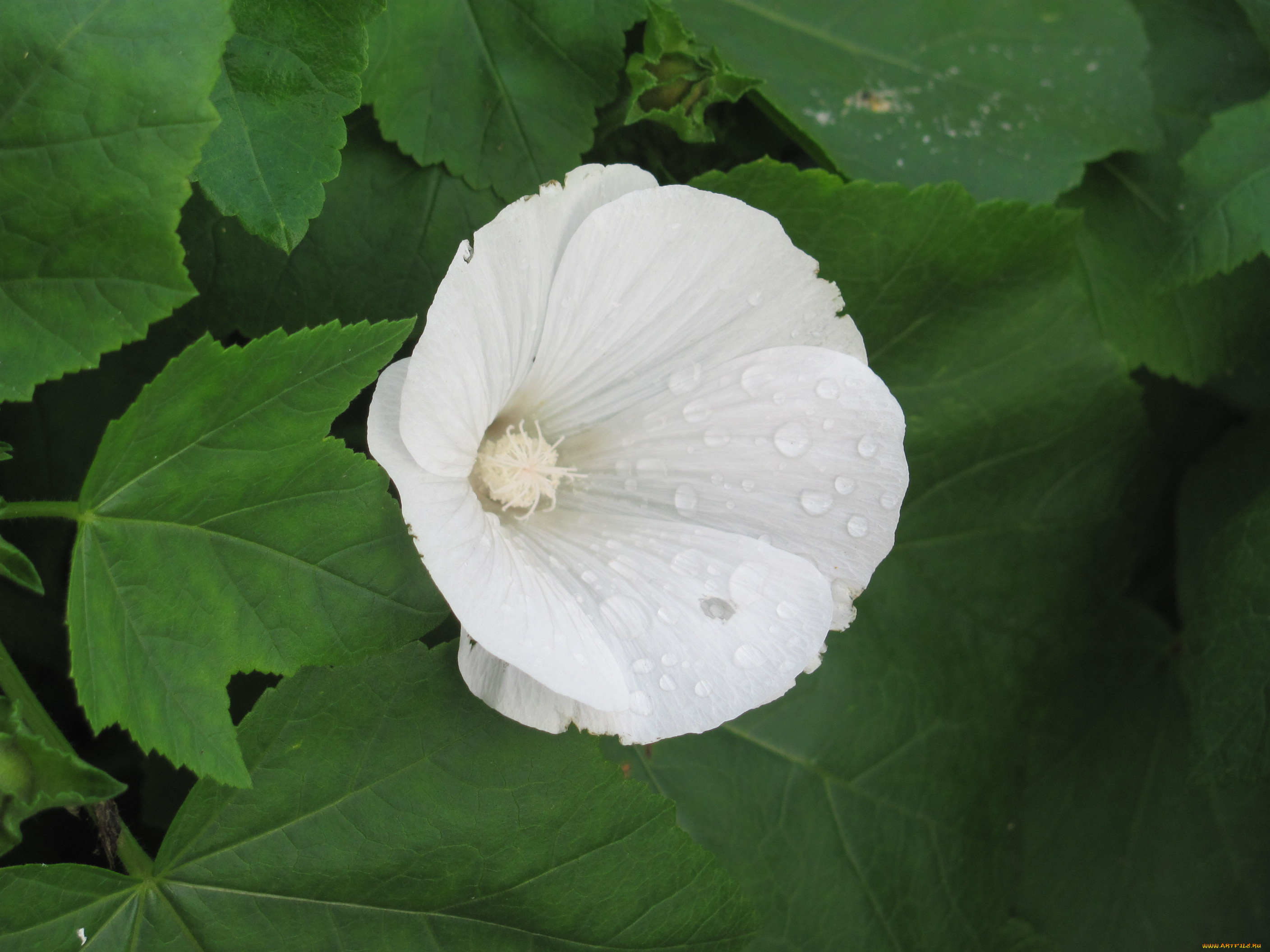 цветы, лаватера, белый, нежный, капли, воды