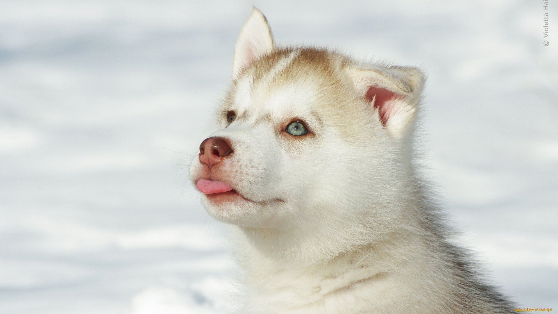 авт, violetta, haiduk, животные, собаки, хаски, щенок