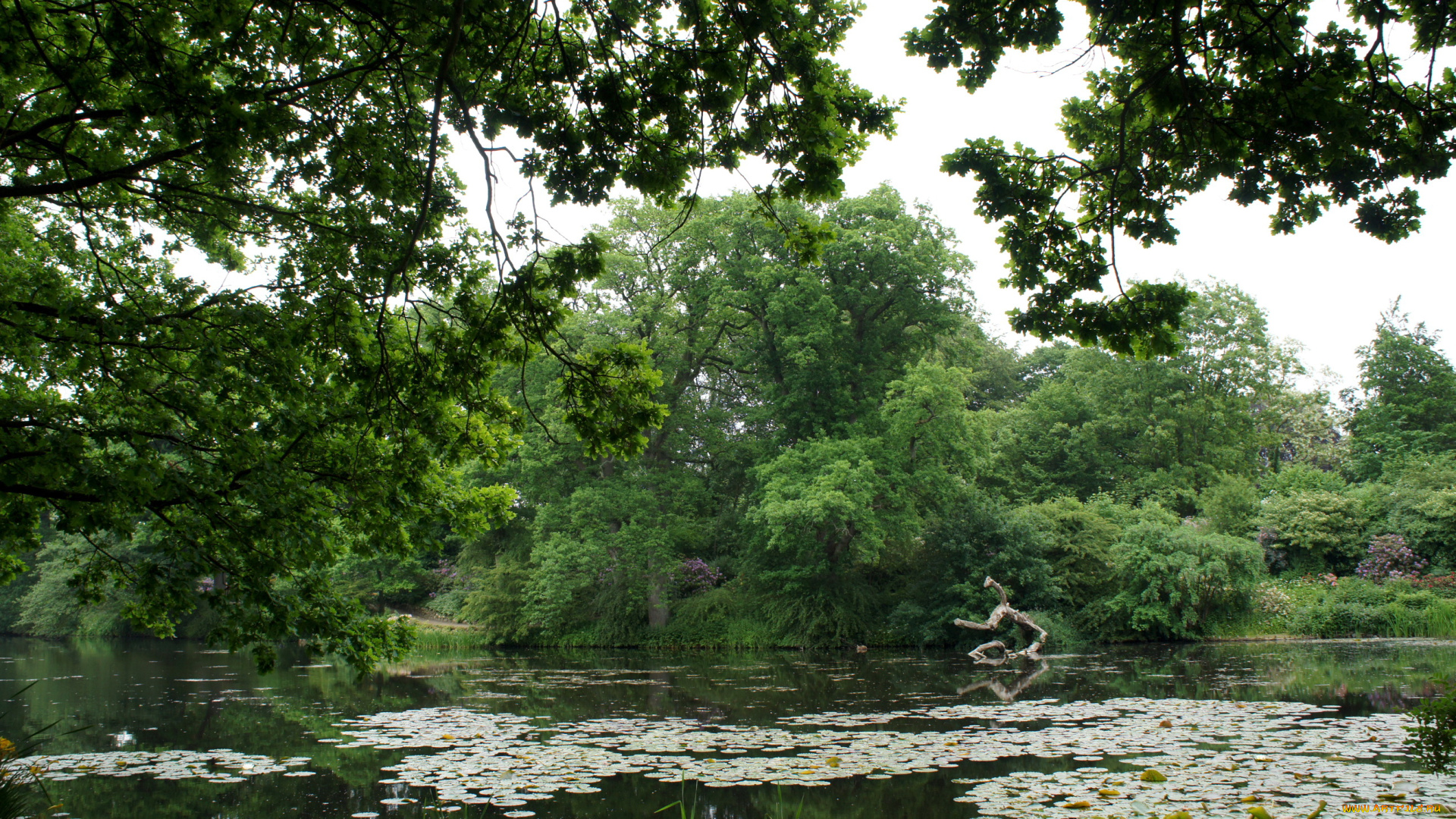 дания, grаsten, природа, реки, озера, река, лилиии