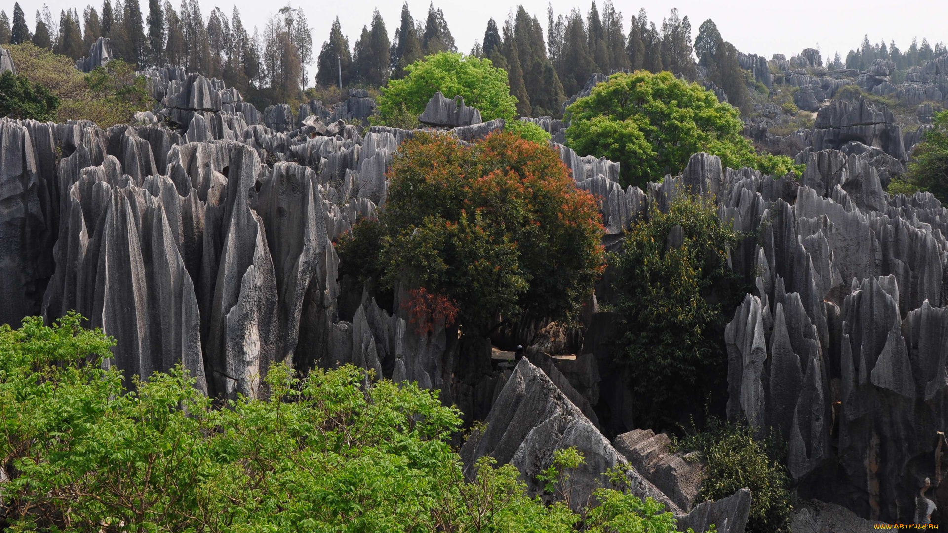 каменный, лес, провинции, юньнань, природа, горы, скалы, деревья, китай