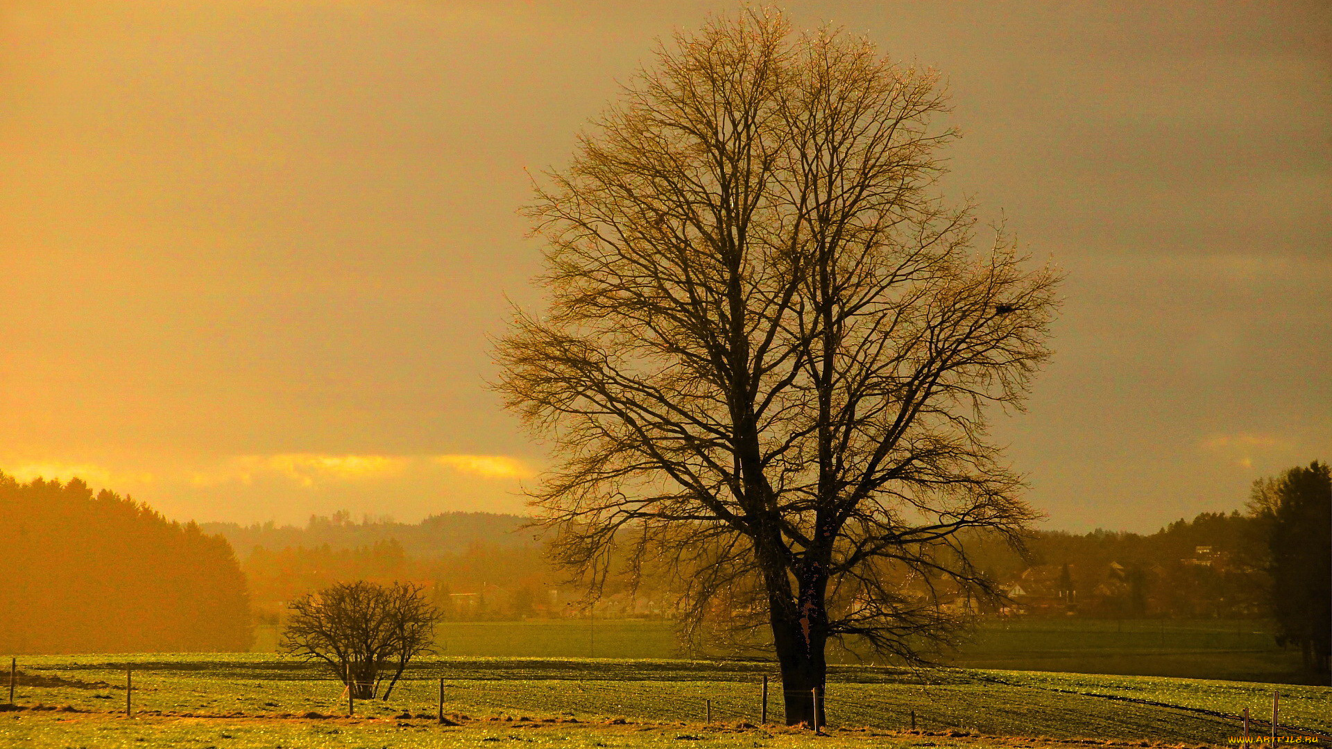природа, деревья, дерево