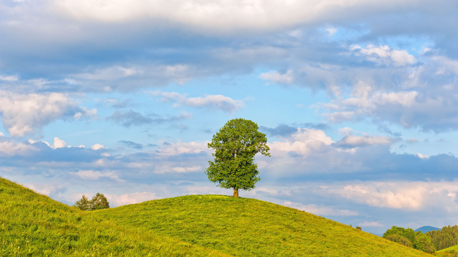 природа, деревья, швейцария, облака, луг, дерево, switzerland