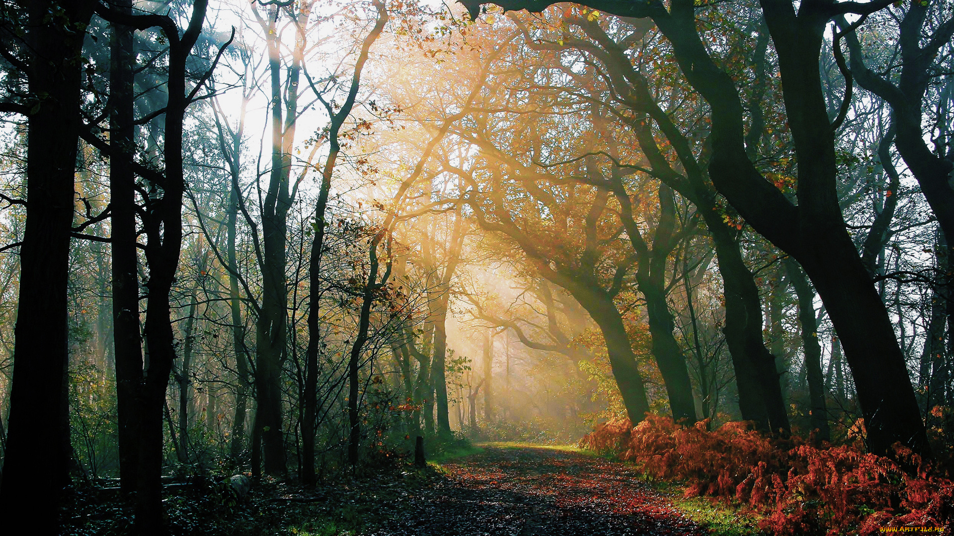 природа, дороги, парк, аллея, деревья, трава, рассвет, лучи