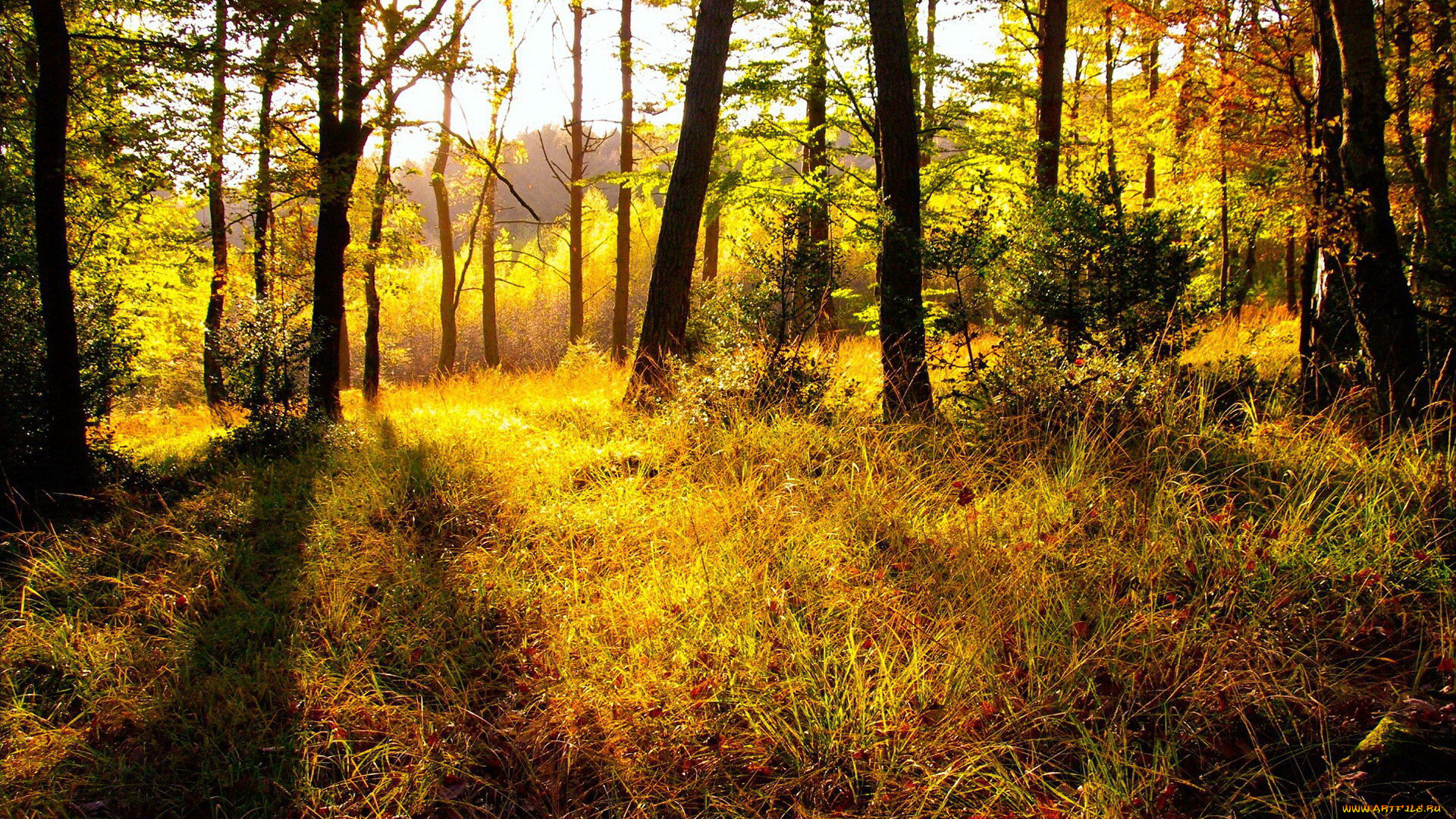 природа, лес