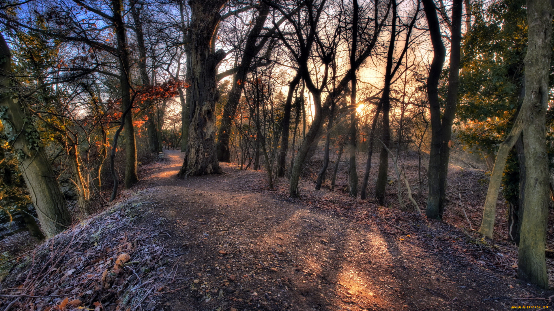 природа, лес, пригорок, деревья