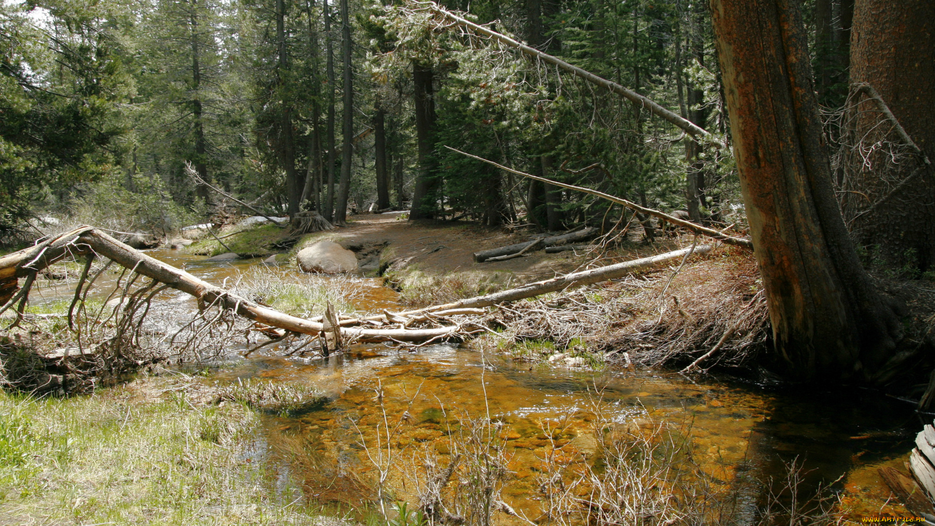 природа, лес, ручей, сломанное, дерево