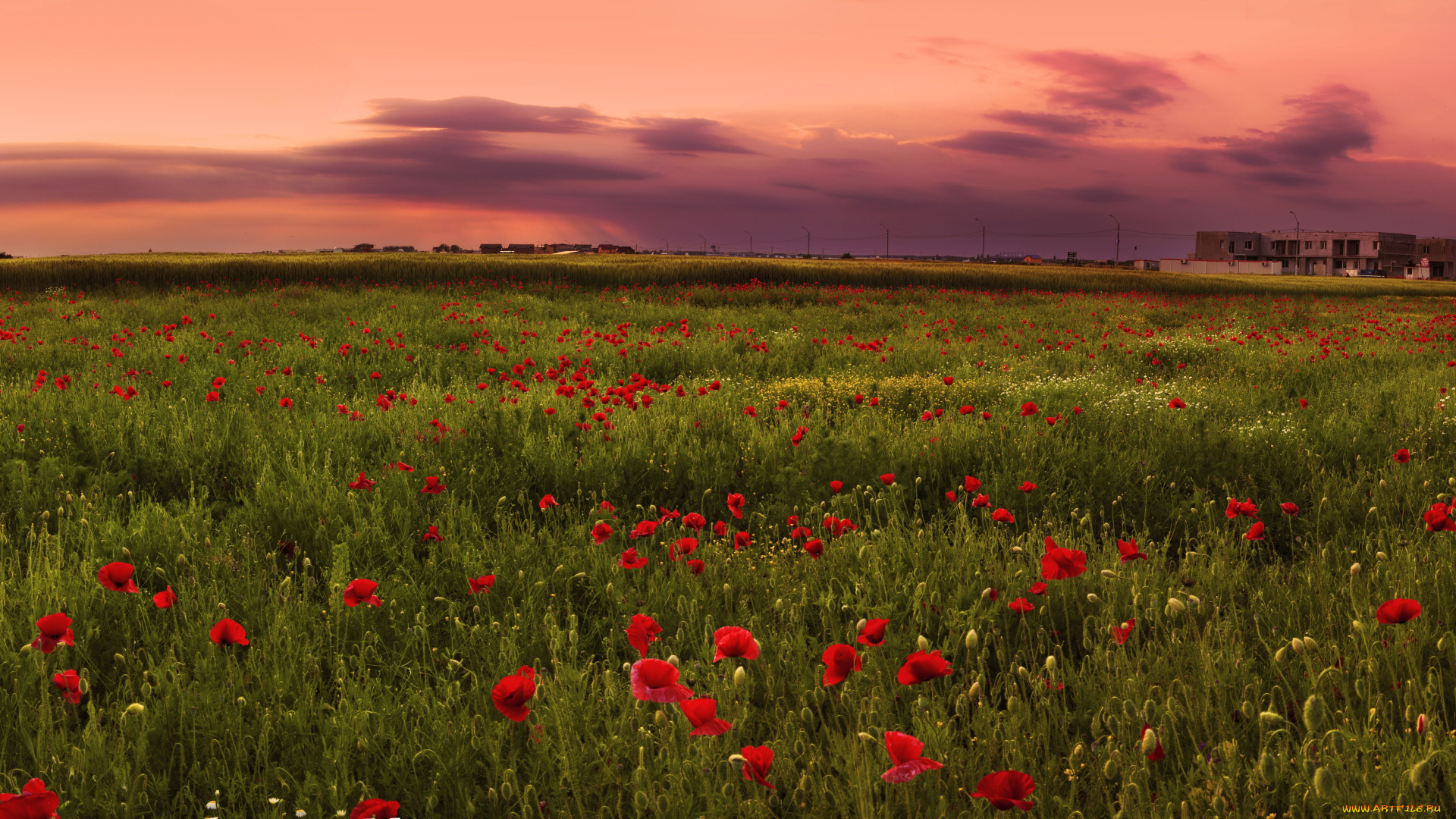 природа, луга, маки