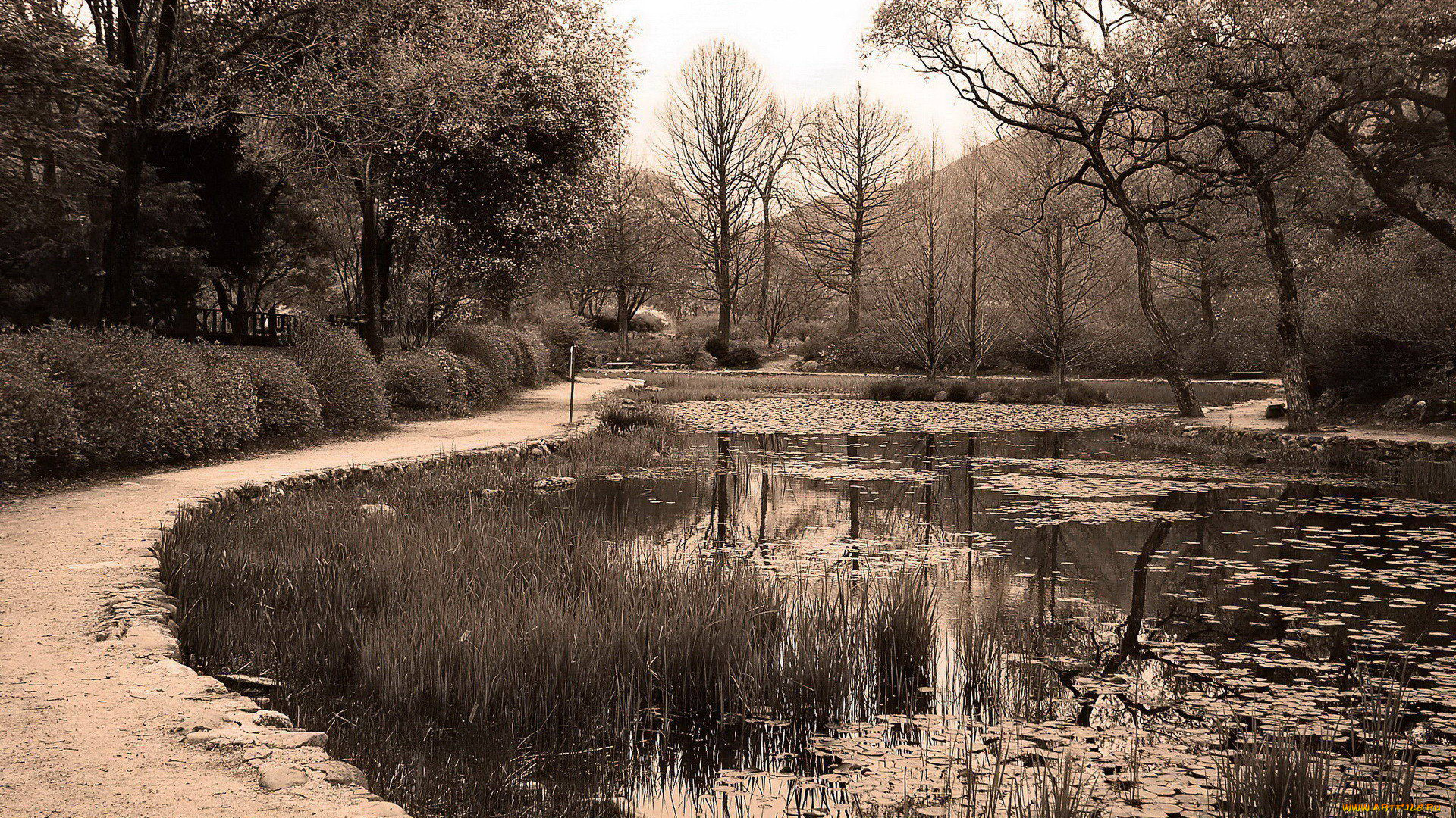 природа, парк, деревья