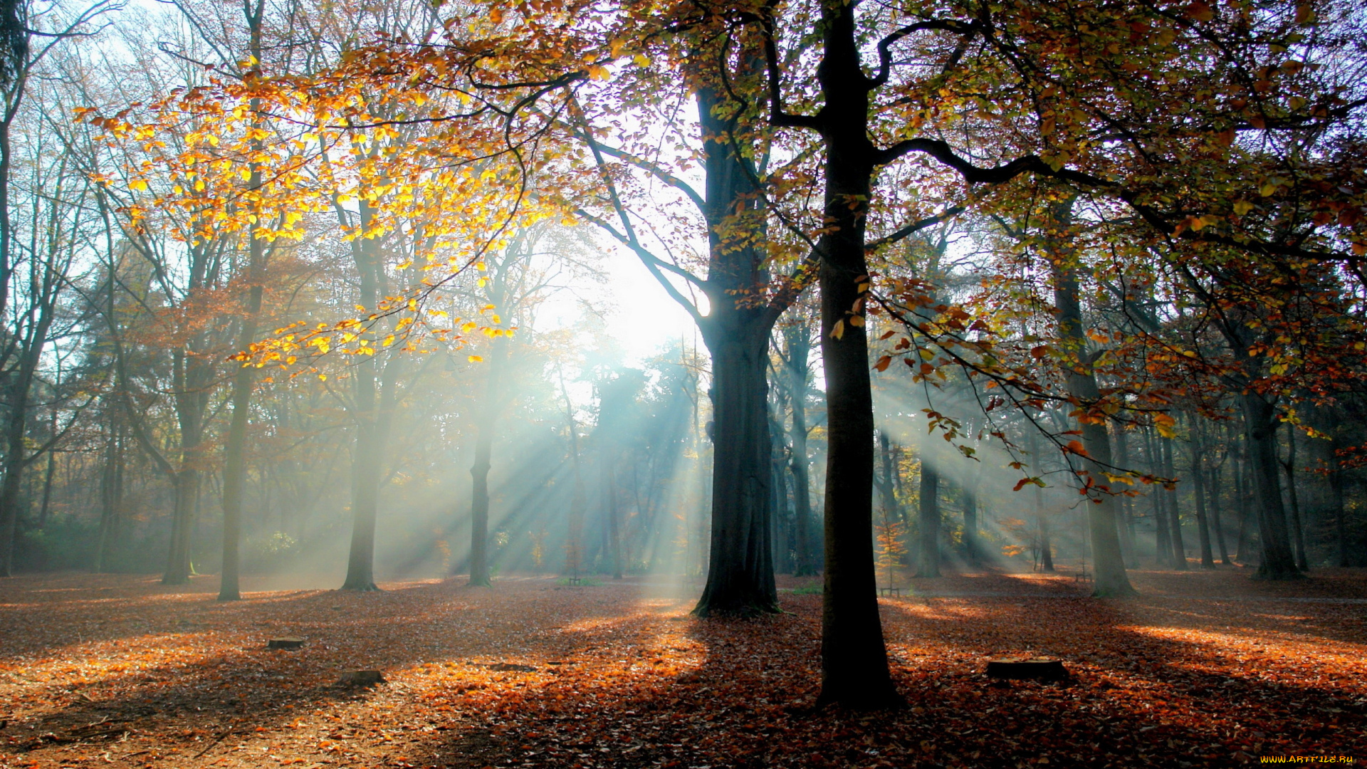 природа, парк, свет, осень, лес