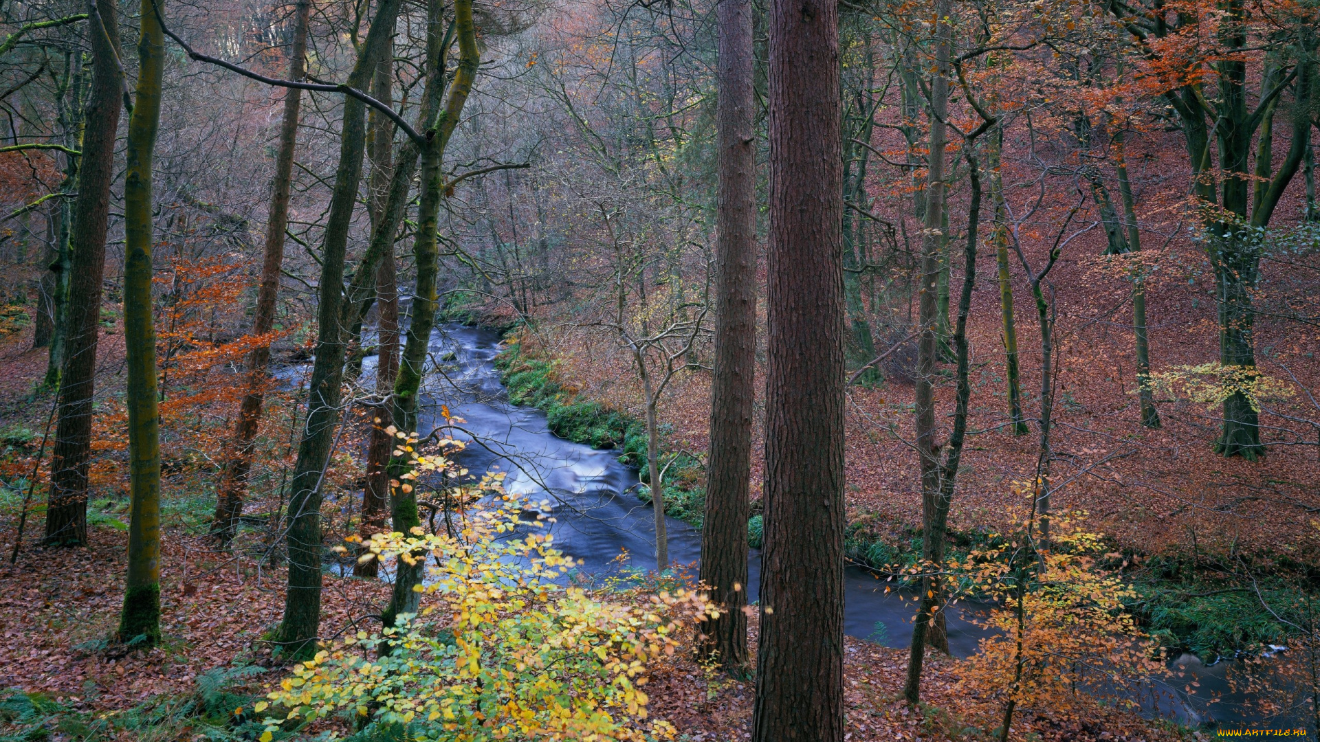 природа, реки, озера, осень, лес, речка